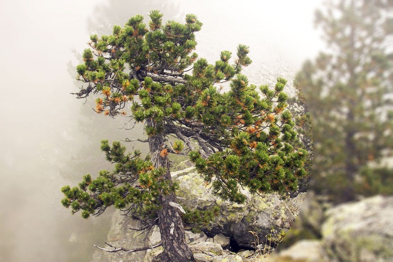 Remarkable trees