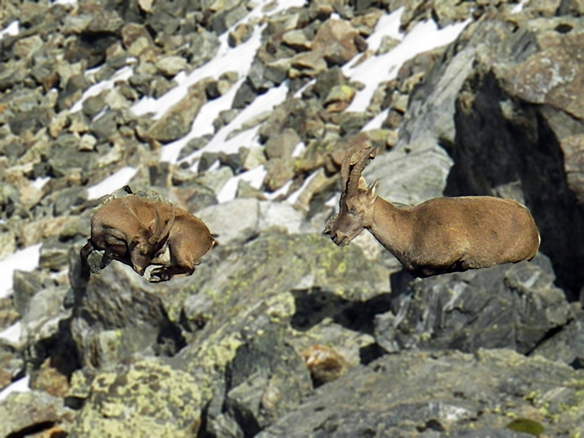 Chamrousse ibex