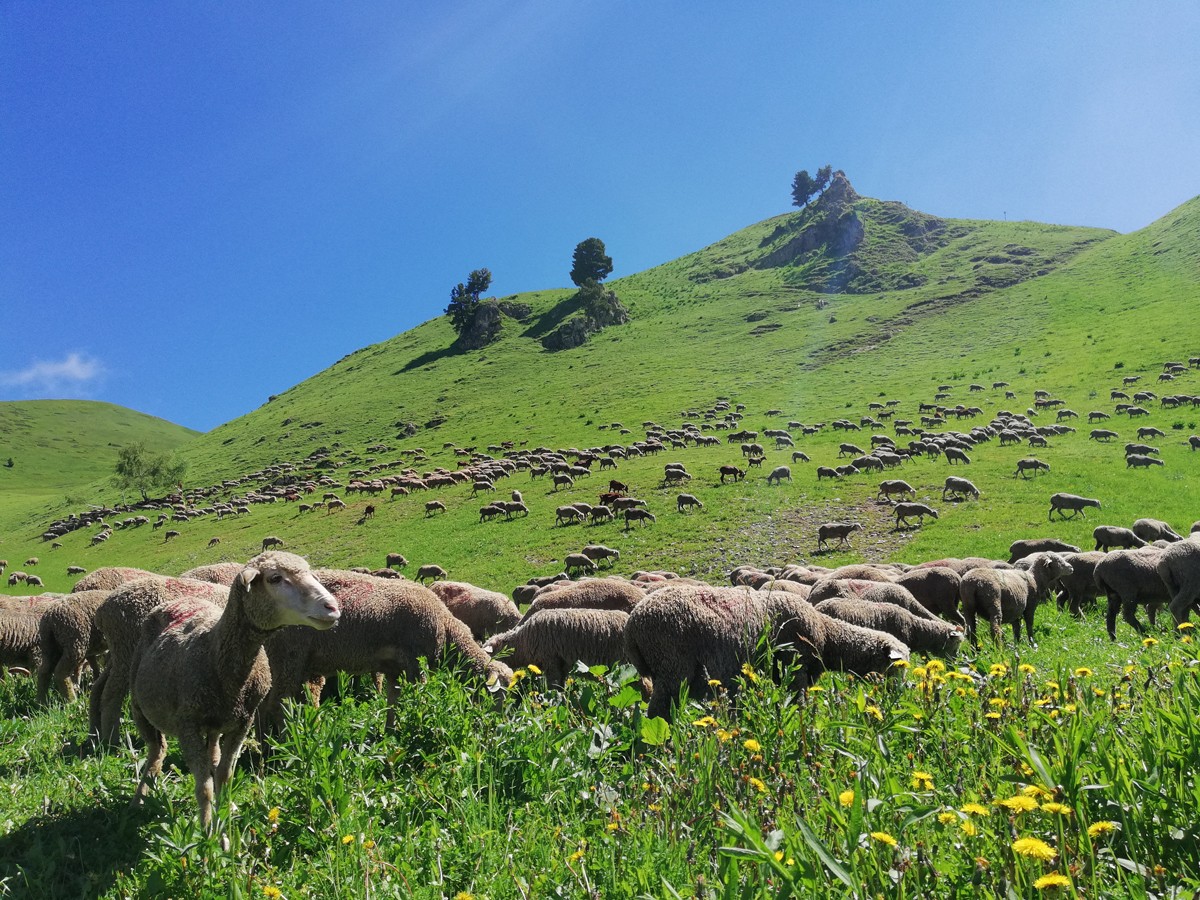 Chamrousse faune animal mouton station montagne été alpes france