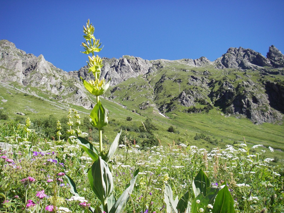 Chamrousse flore fleur gentiane station montagne été alpes france
