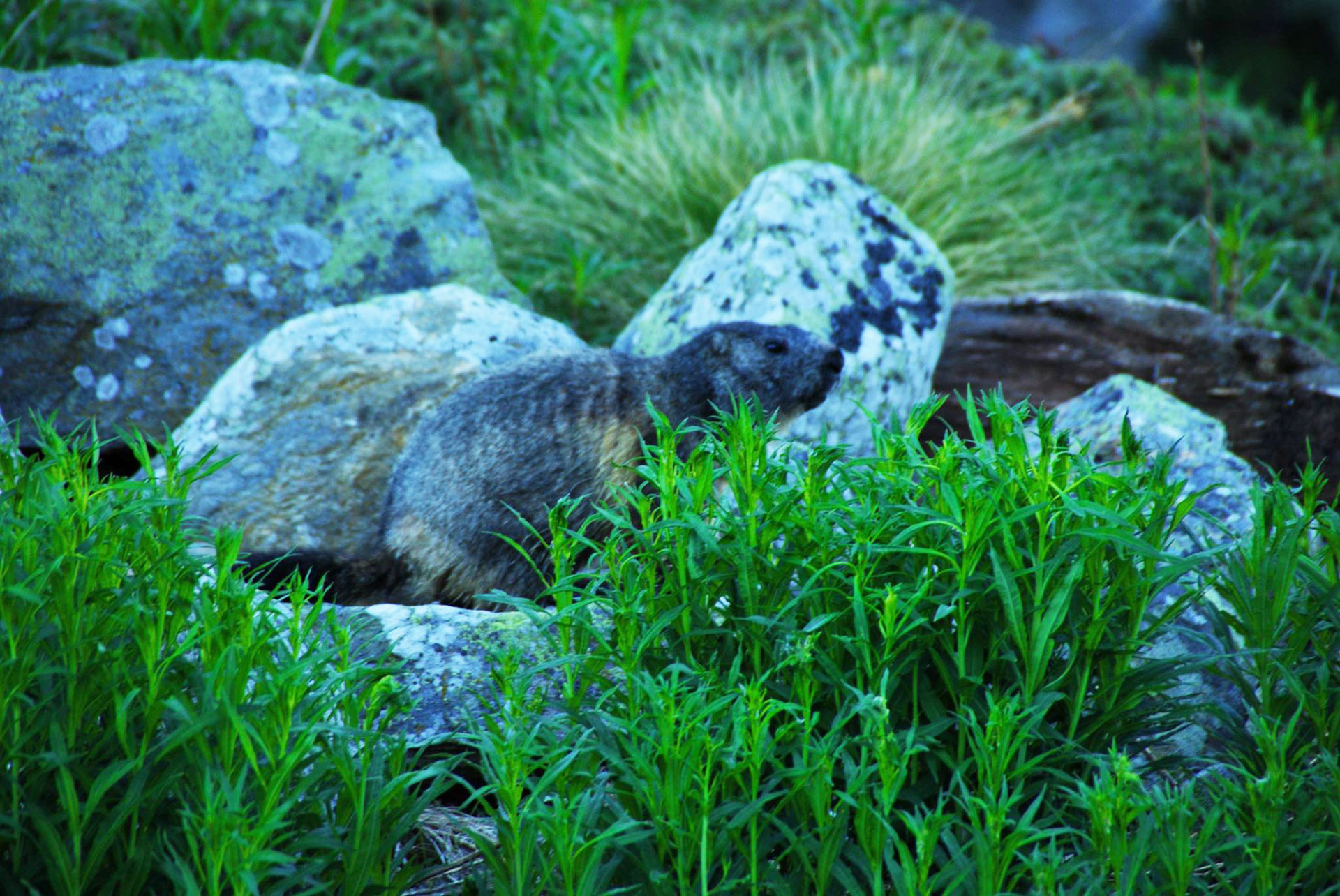 Chamrousse marmotte station montagne grenoble belledonne isère alpes france