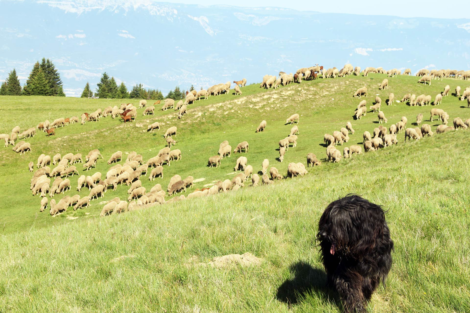 Chamrousse pastoralisme mouton troupeau chien berger station montagne grenoble isère alpes france
