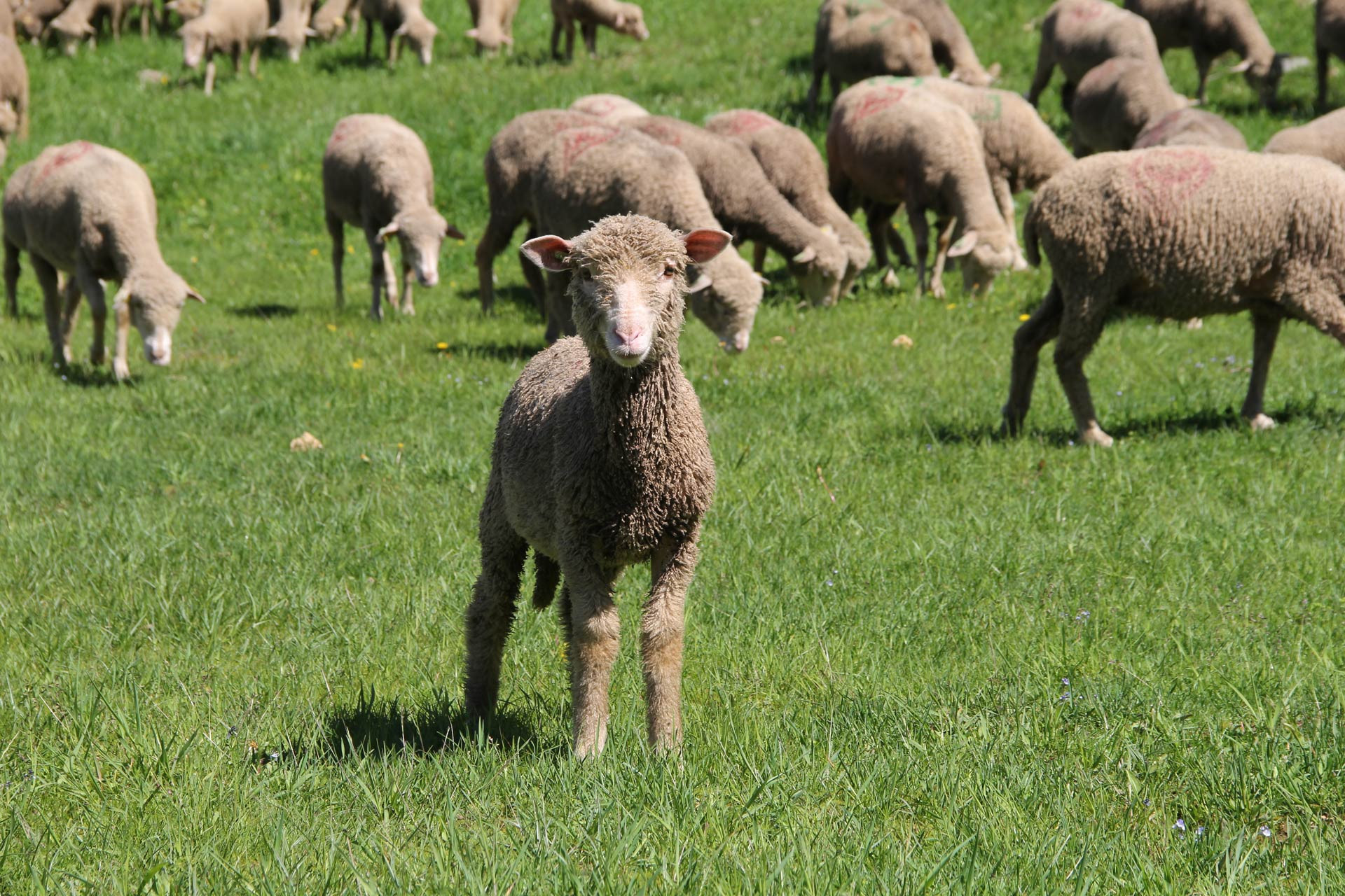 Chamrousse pastoralisme mouton troupeau station montagne grenoble isère alpes france