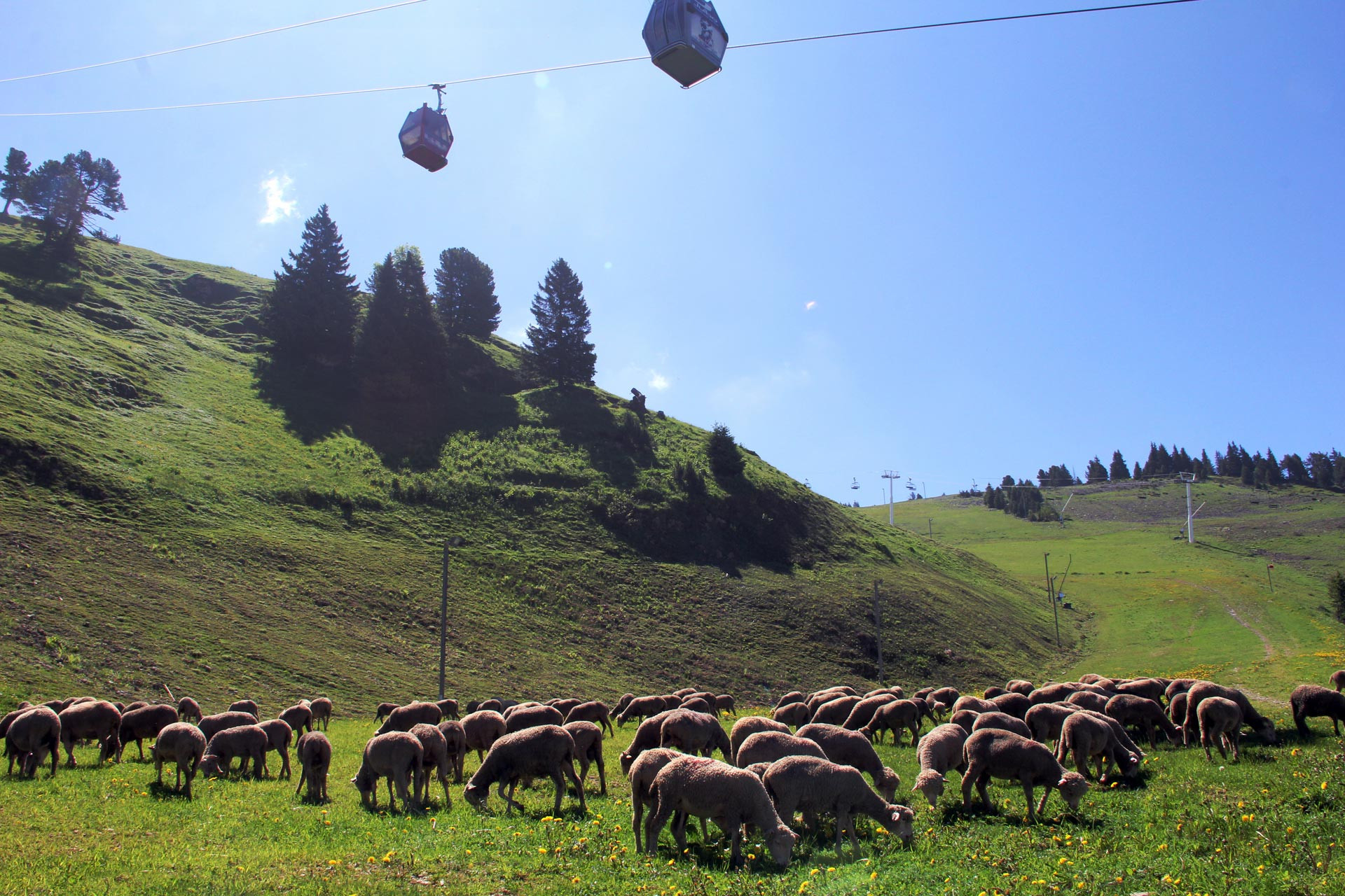 Chamrousse pastoralisme mouton troupeau télécabine station montagne grenoble isère alpes france