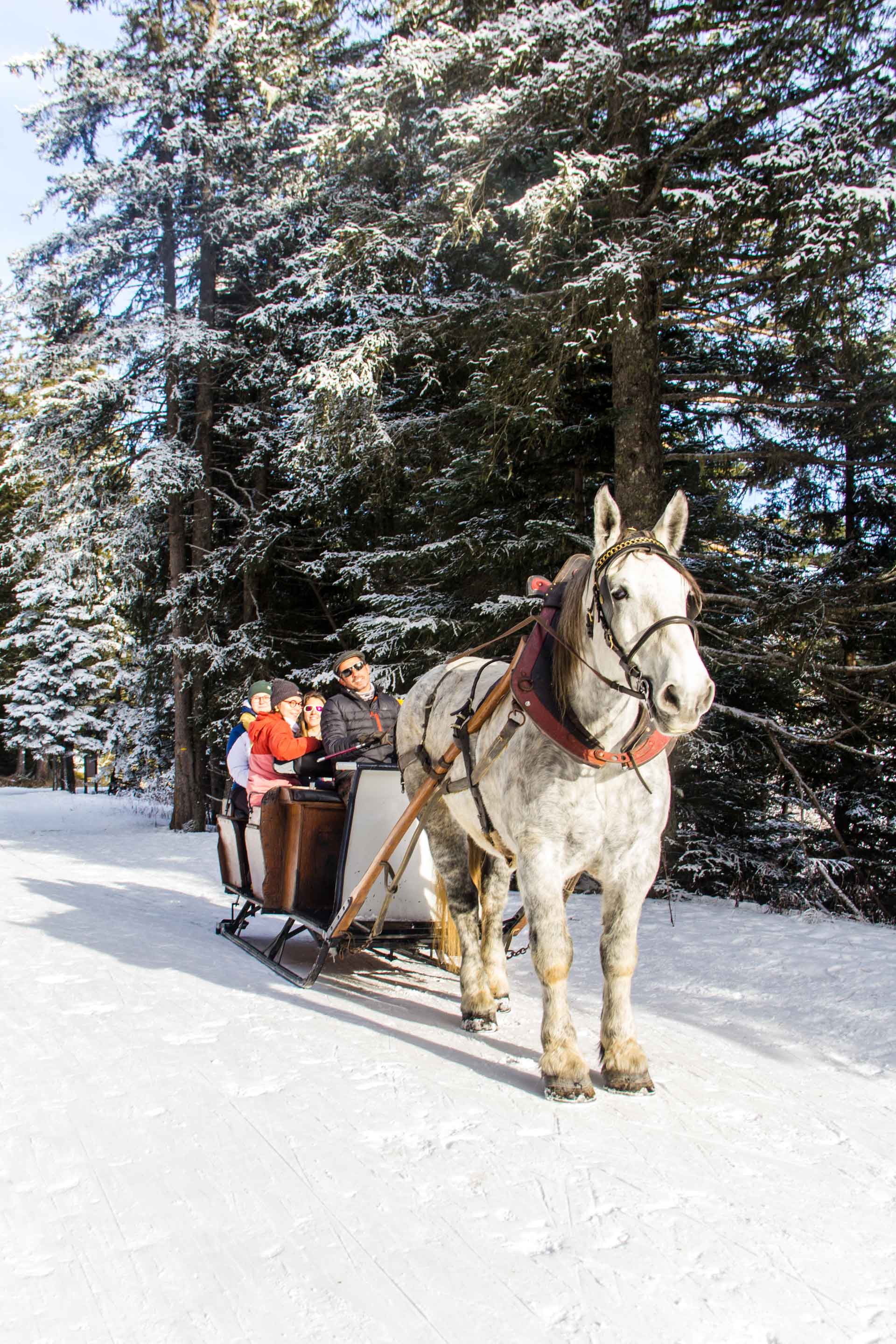 Chamrousse carriage ride activity test arselle plateau nordic area mountain ski resort grenoble isere french alps france - © CH - OT Chamrousse
