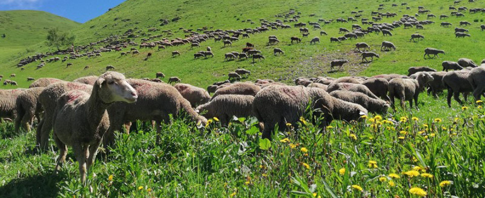 chamrousse mouton berger été station montagne grenoble isère alpes france - © EG - OT Chamrousse