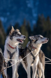 Taillefer et Tolkien - Chiens de traineaux Chamrousse
