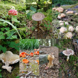 Pilze Wald Seiglières Straße von Chamrousse