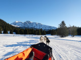 Baptême en chiens de traineaux - Chiens de traineaux Chamrousse