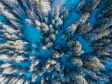 Chamrousse snowy forest