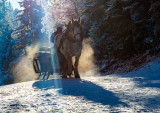 Horse-drawn carriage ride ''La liaison''
