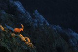 Alpine Ibex in Chamrousse
