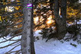 Sentier raquette à neige forêt Chamrousse