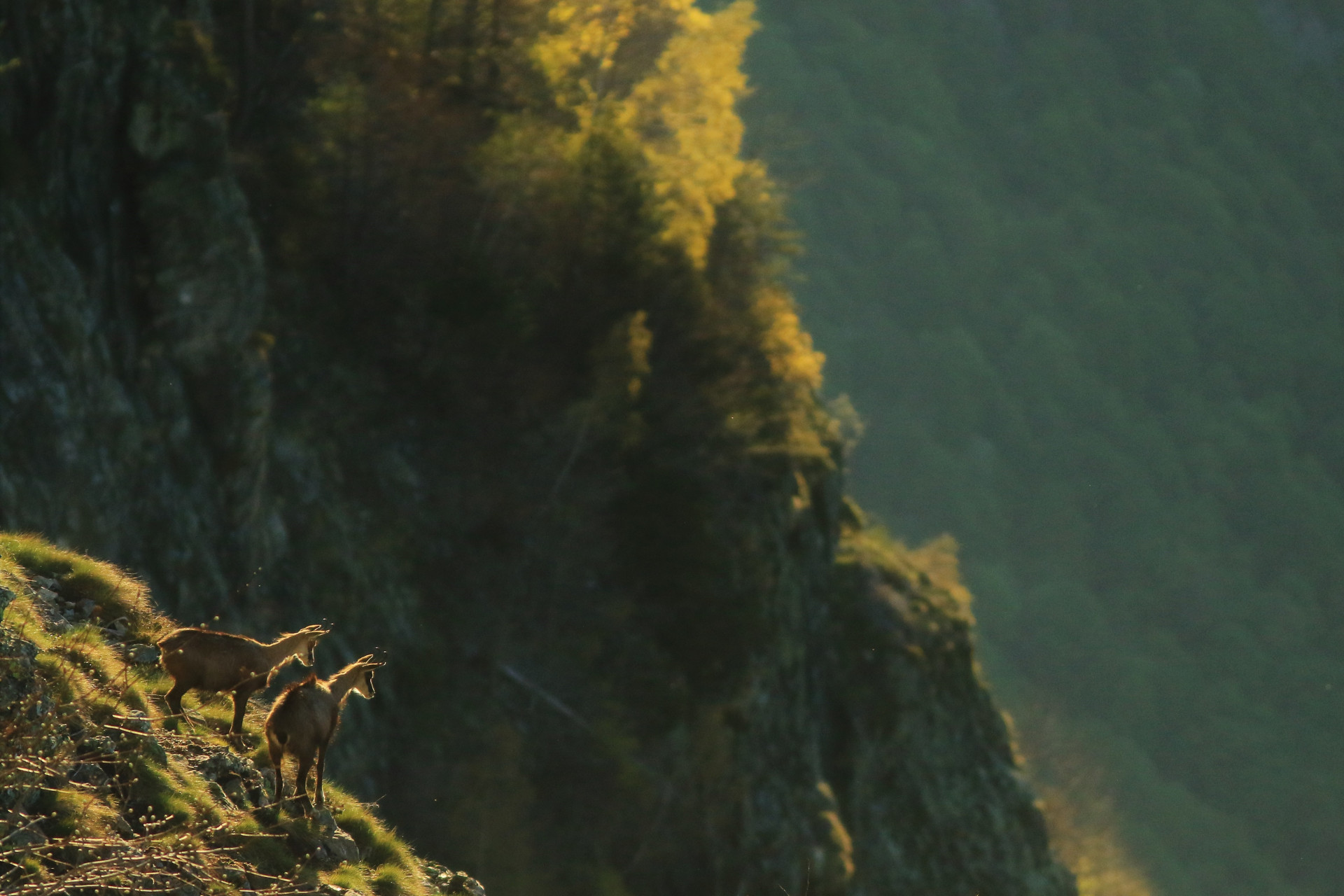 Chamois à Chamrousse - © Jonathan Perret Chamois à Chamrousse