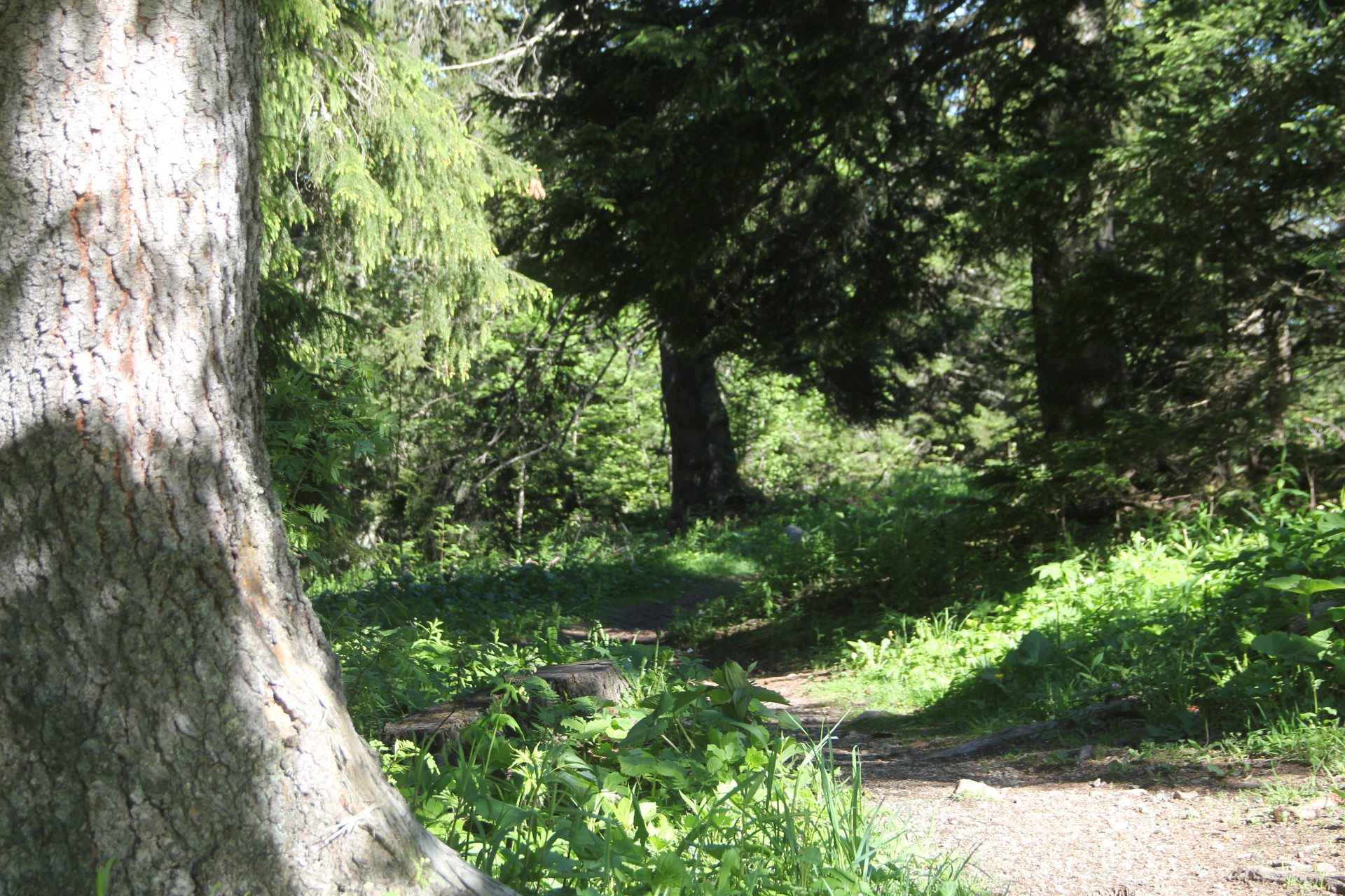 Sentier liaison Recoin - Roche Chamrousse - © Gustin Masson Sentier liaison Recoin - Roche Chamrousse