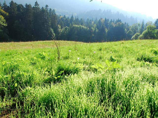 Chartreuse de Prémol - © V'images Chartreuse de Prémol