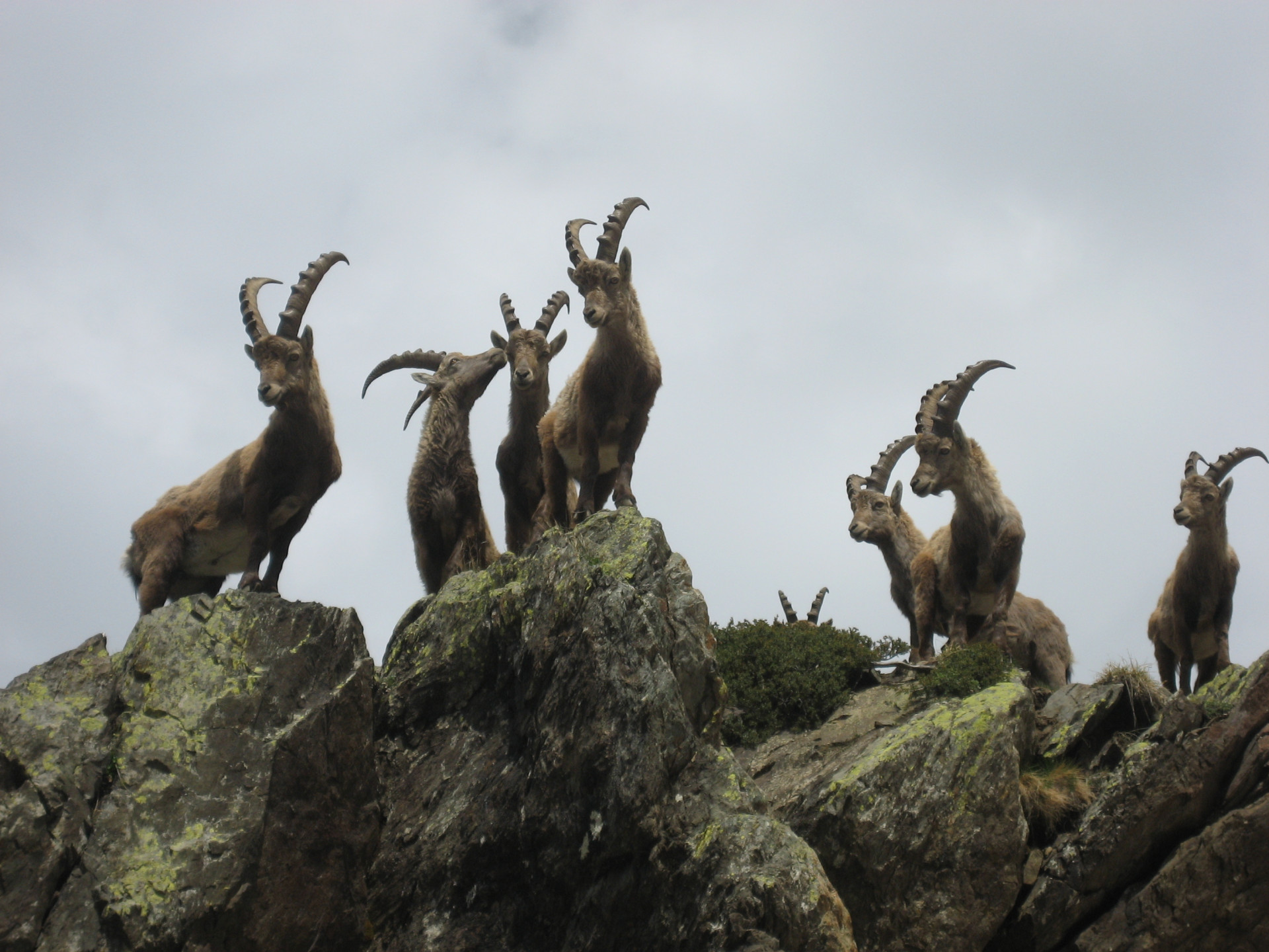 Ibexes - © Daniel Leyssieux Ibexes