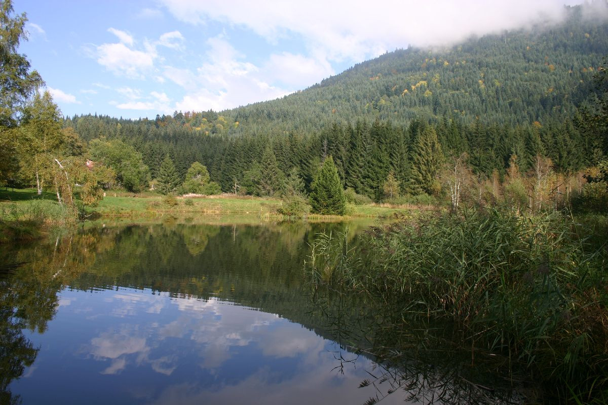 L'image montre un lac calme entouré d'arbres. En arrière-plan, on peut voir une colline boisée.