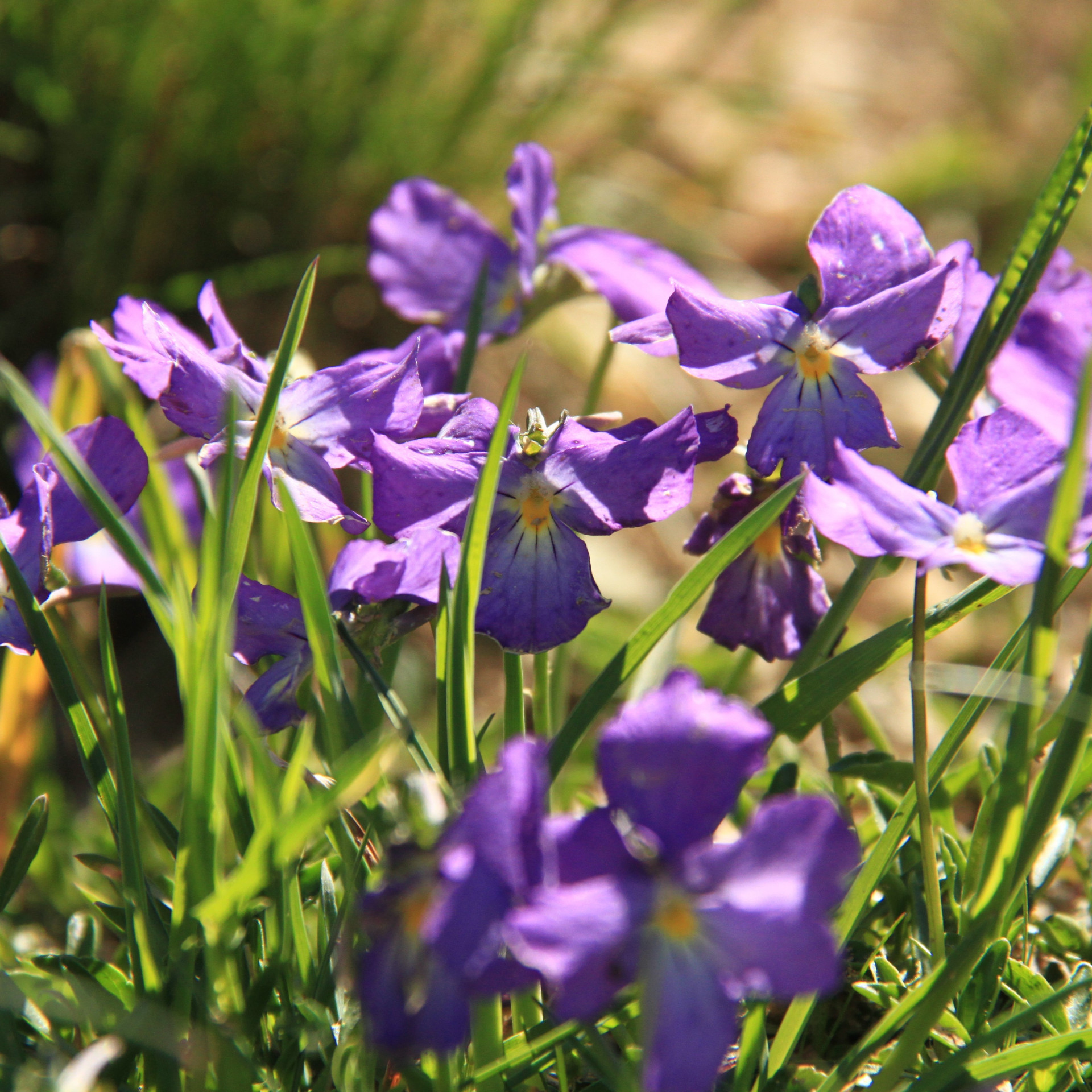 Isabelle Bronner - © Isabelle Bronner Isabelle Bronner