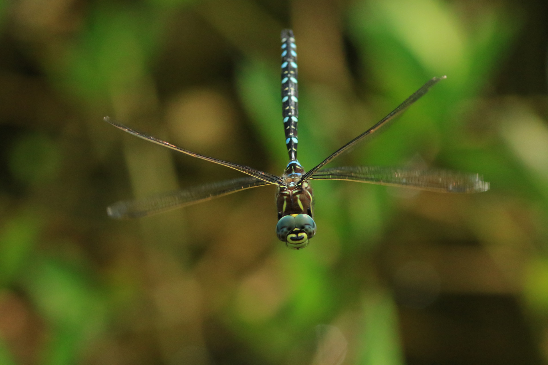 Aeshna juncea - © Jonathan Perret Aeshna juncea