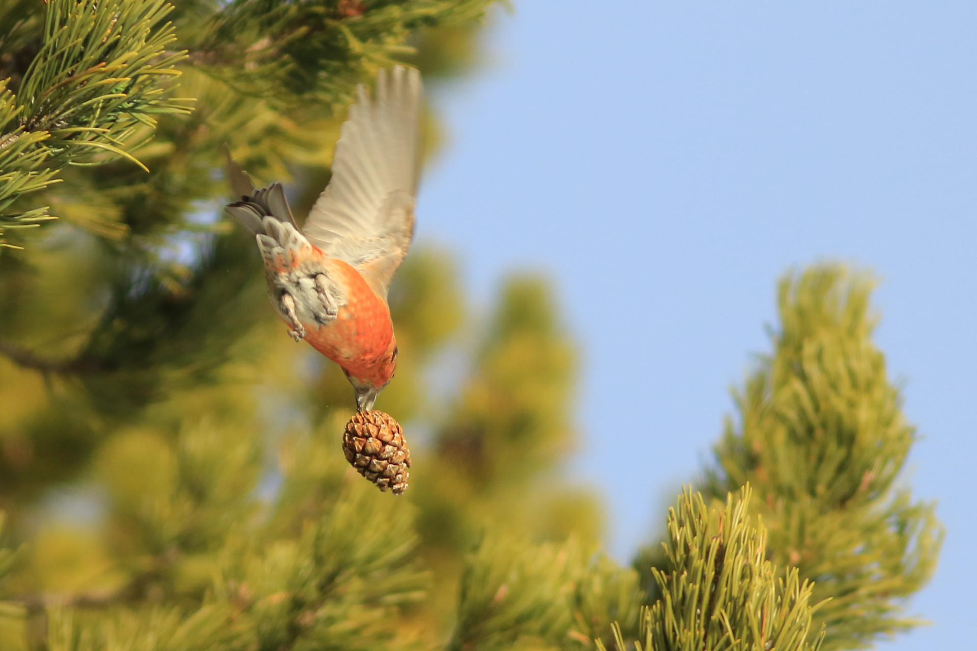 Red crossbill - © Jonathan Perret Red crossbill