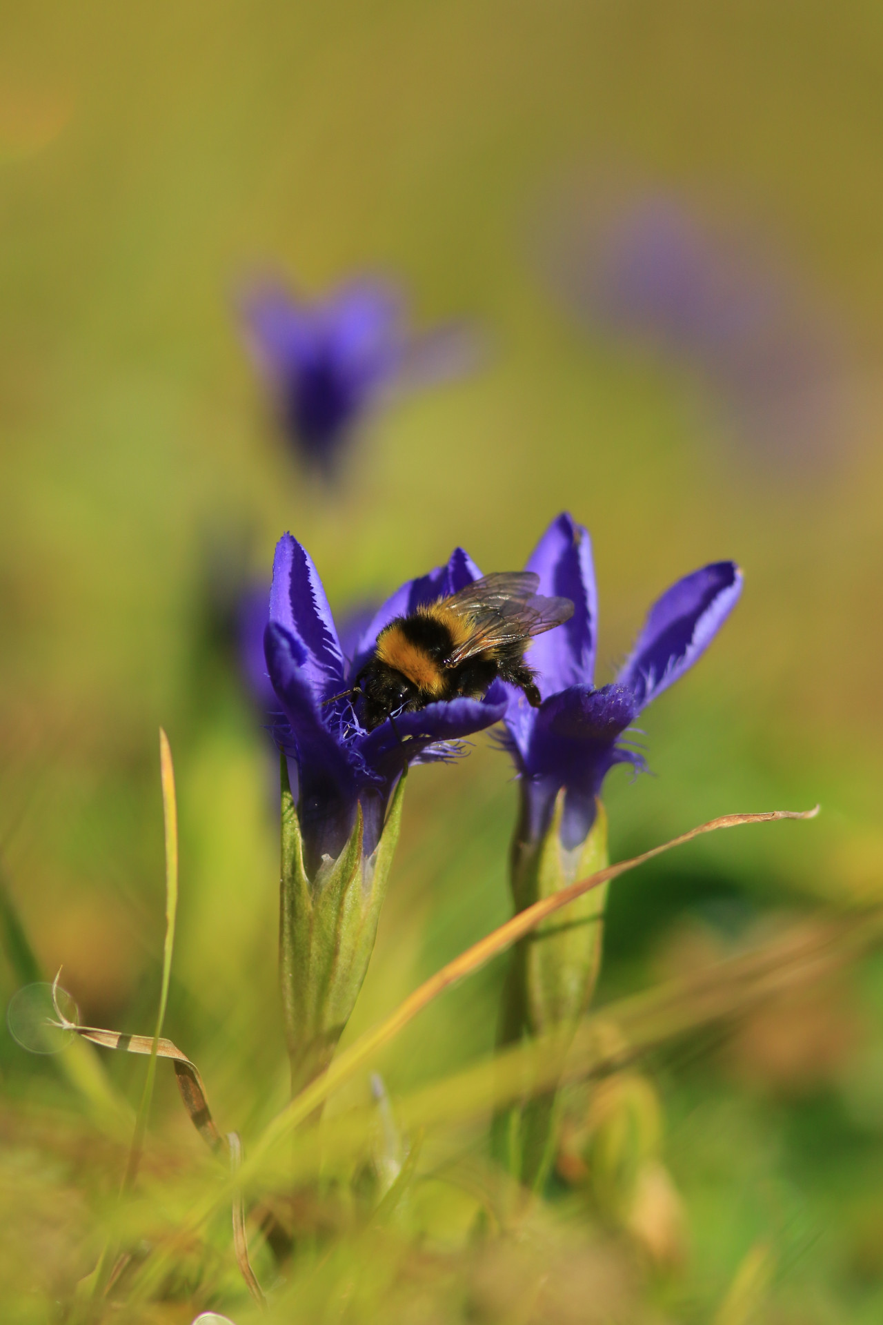 Gentianopsis ciliata - © Jonathan Perret Gentianopsis ciliata