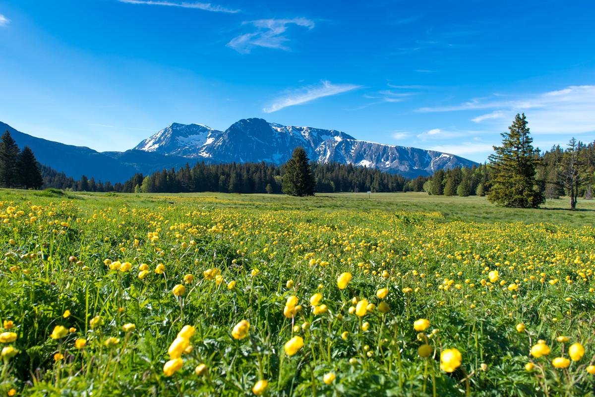 Plateau de l'Arselle en été Plateau de l'Arselle en été
