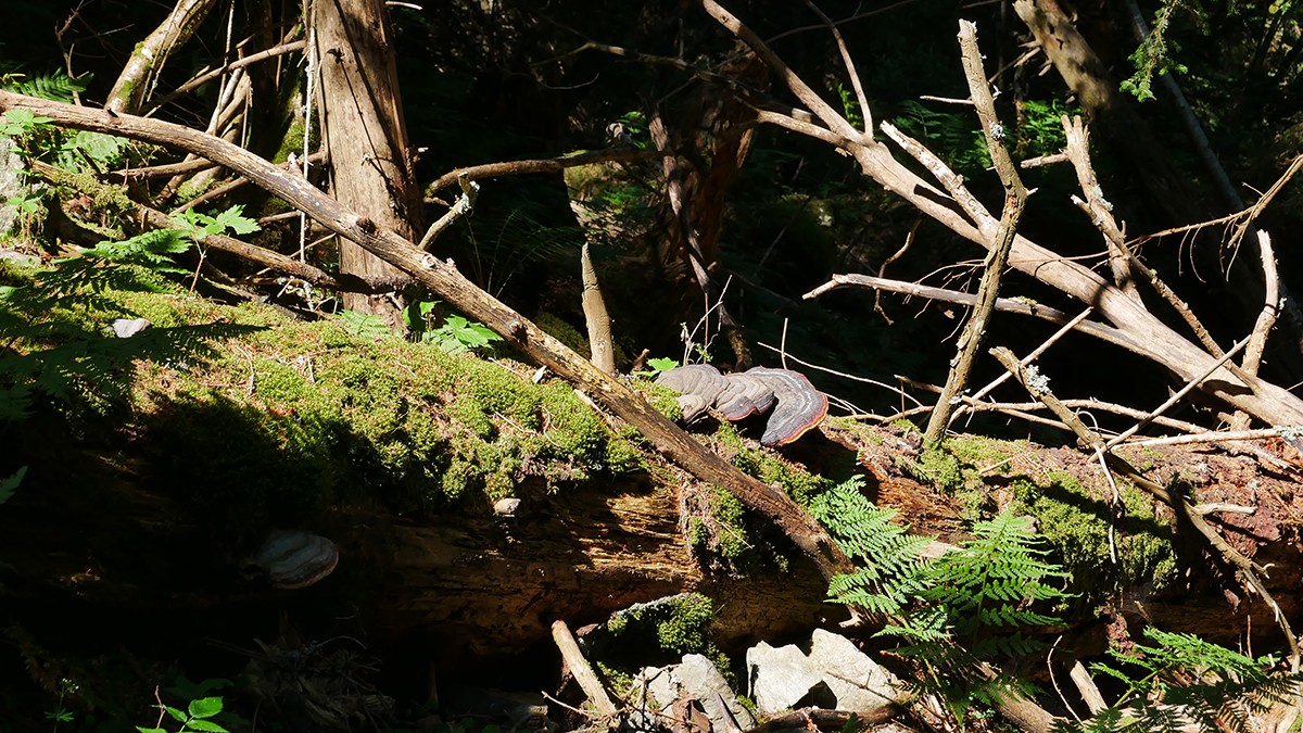 Chamrousse Oursière waterfall mushrooms - © FL - OT Chamrousse Chamrousse Oursière waterfall mushrooms mountain resort isere french alps france