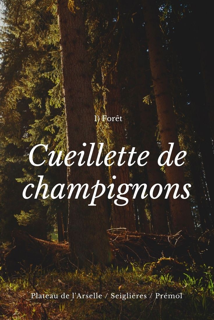 Cueillette de champignons activité automne Chamrousse Cueillette de champignons activité automne Chamrousse