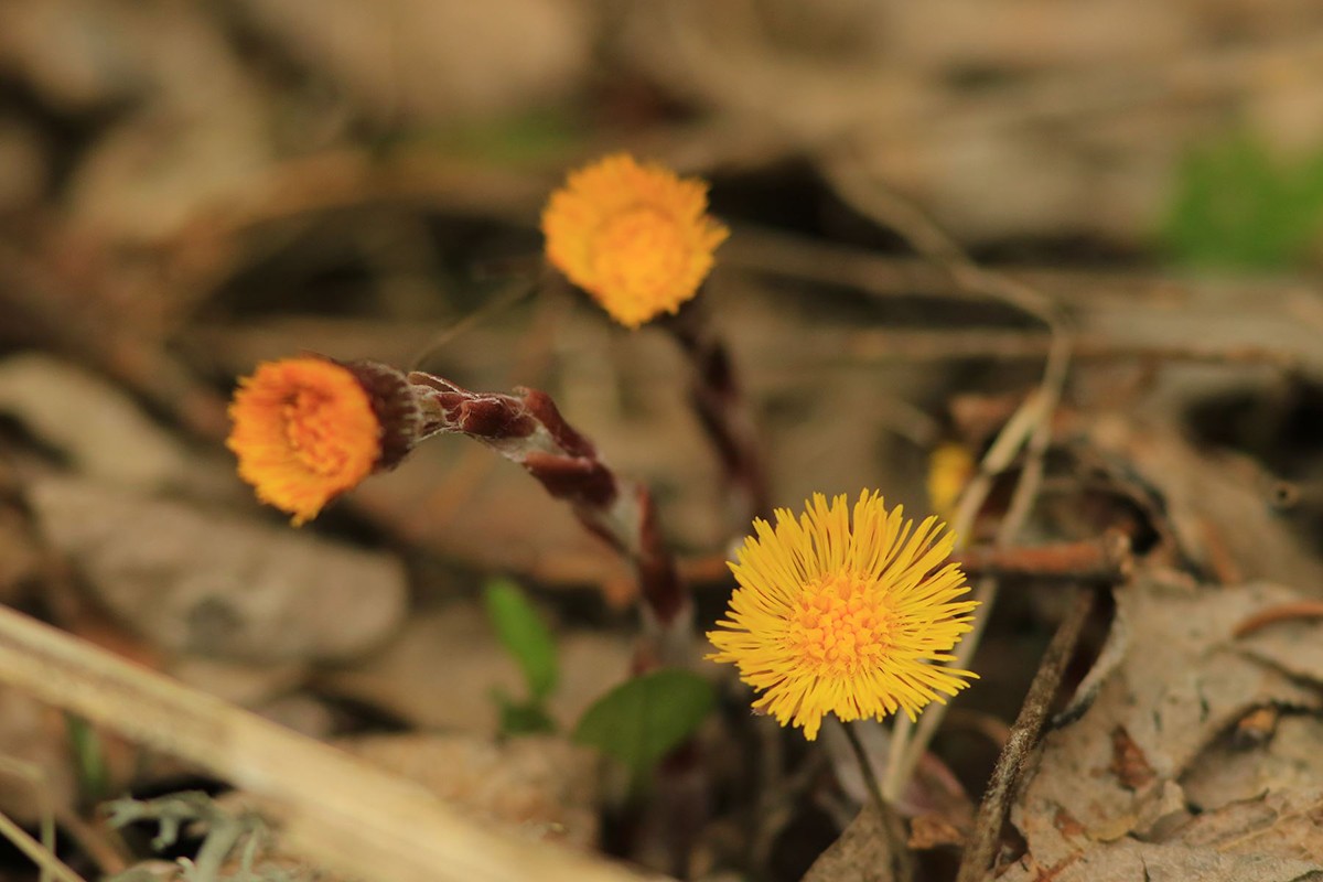 Chamrousse coltsfoot spring mountain flower - © Jonathan Perret - www.mountainleader-alps.com Chamrousse flora flower coltsfoot spring mountain resort grenoble isere french alps france