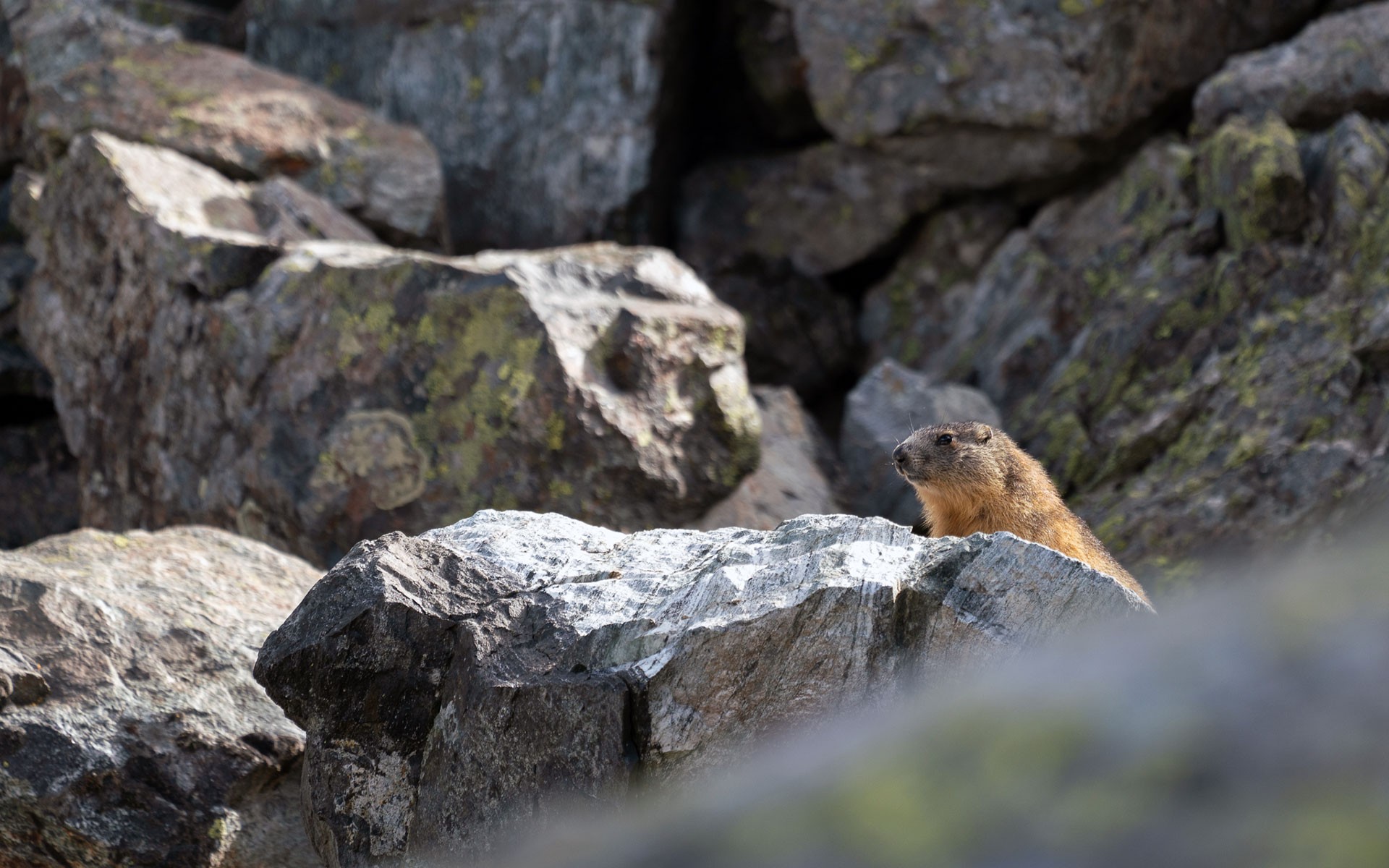 Chamrousse animal marmot - © Anthony Tissot Chamrousse animal marmot spring mountain resort grenoble isere french alps france