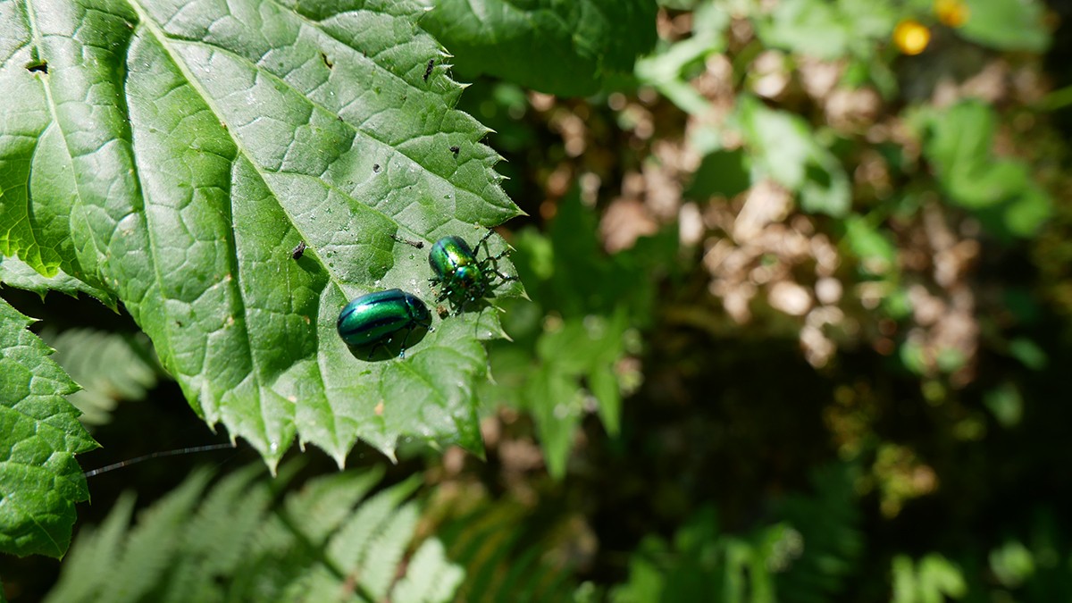 Chamrousse Oursière waterfall scarab beetle - © FL - OT Chamrousse Chamrousse Oursière waterfall scarab beetle mountain resort isere french alps france