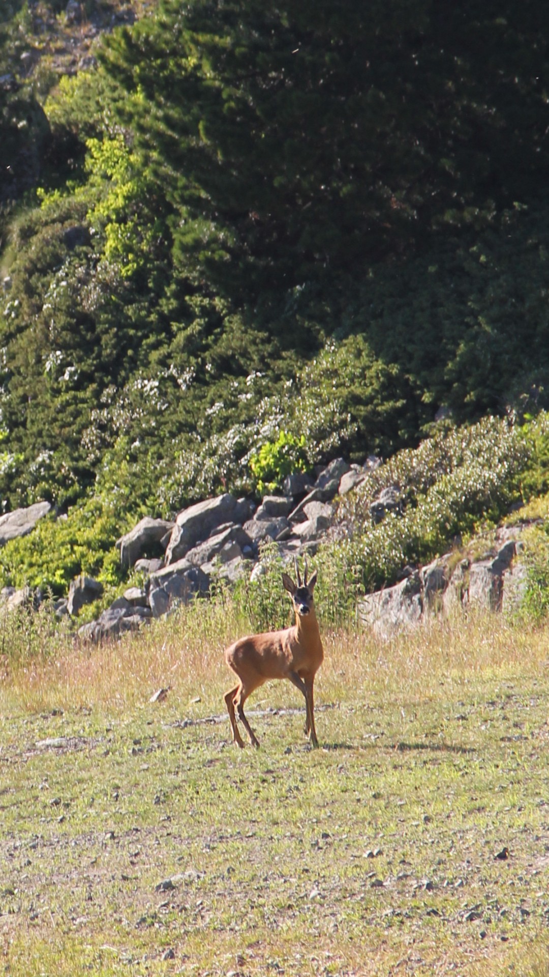 Chamrousse mountain animal deer - © SD - Office de Tourisme de Chamrousse Chamrousse mountain animal deer summer resort grenoble isere french alps france