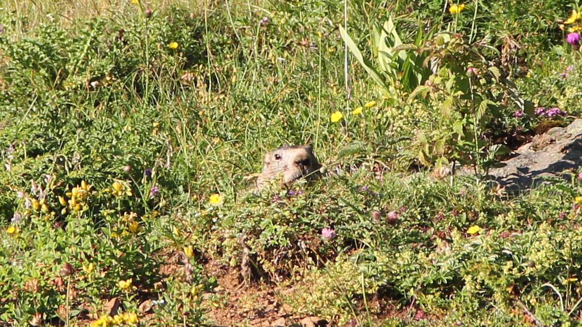 Chamrousse mountain animal fox - © SD - Office de Tourisme de Chamrousse Chamrousse mountain animal fox summer resort grenoble isere french alps france