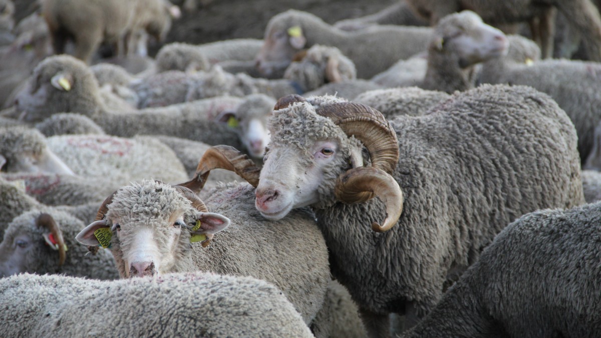 Chamrousse mountain animal sheep - © SD - OT Chamrousse Chamrousse mountain animal sheep summer resort grenoble isere french alps france