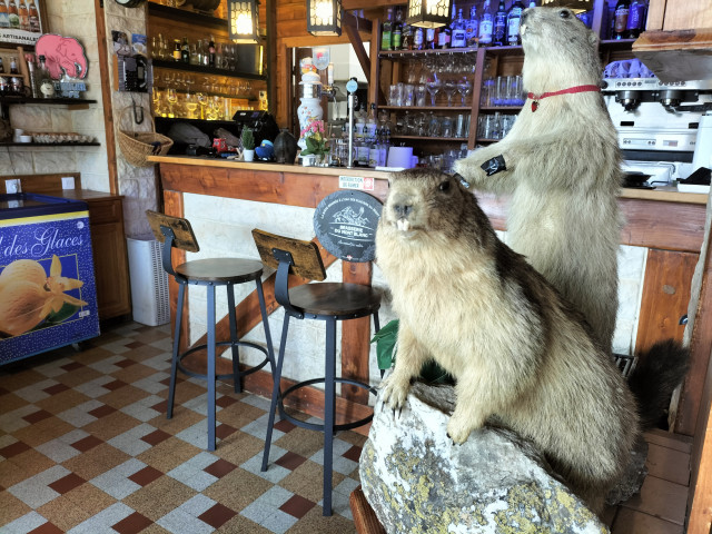 Our groundhogs - © La pierre chaude Our groundhogs