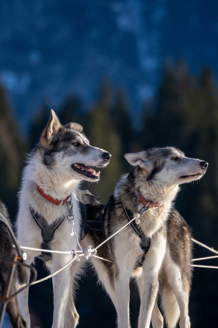 Taillefer and Tolkien - Chamrousse sled dogs