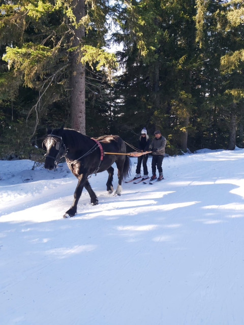 Carriage + Ski Joering ''La liaison''_Chamrousse