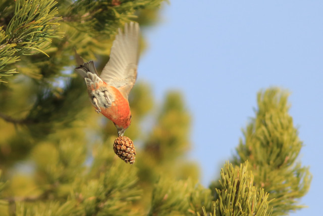 Bec Croisé des Sapins
