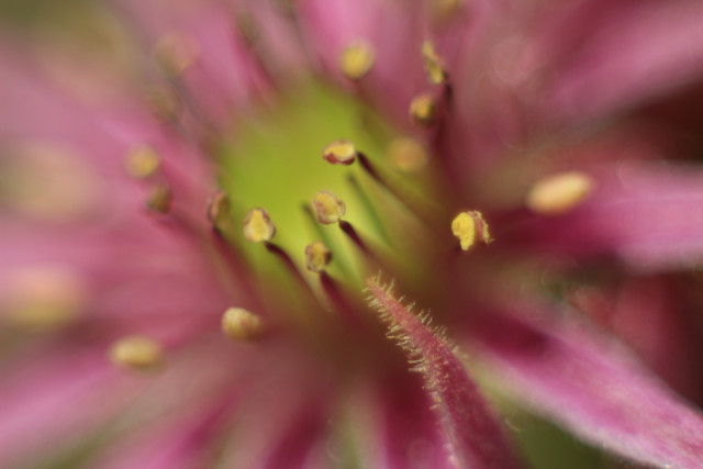 Joubarbe - © Jonathan Perret Joubarbe