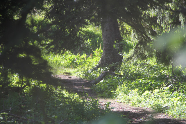 Pedestrian path