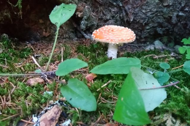 Chamrousse mushroom forest autumn mountain resort Grenoble isere french alps france