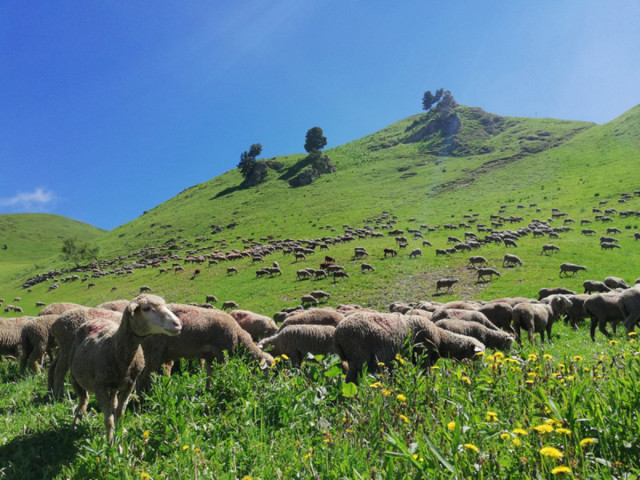 Chamrousse faune animal mouton été station montagne grenoble belledonne isère alpes france