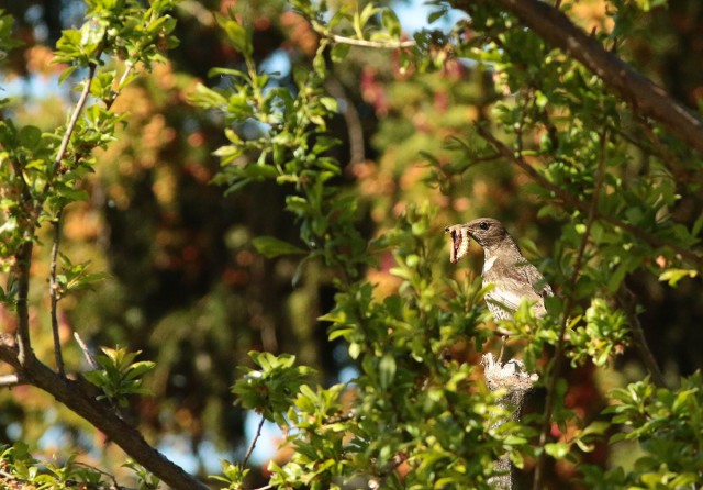 Chamrousse animal bird blackbird spring mountain resort grenoble isere french alps france