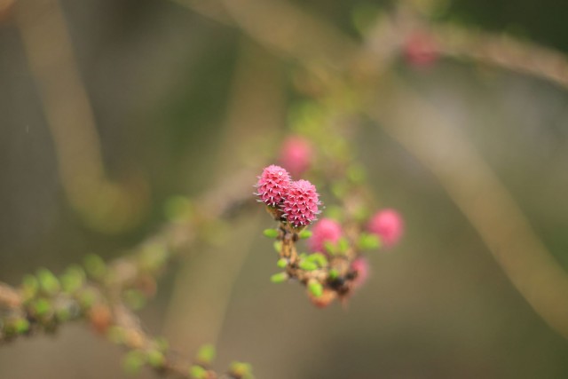 Chamrousse flora tree larch bud spring mountain resort grenoble isere french alps france