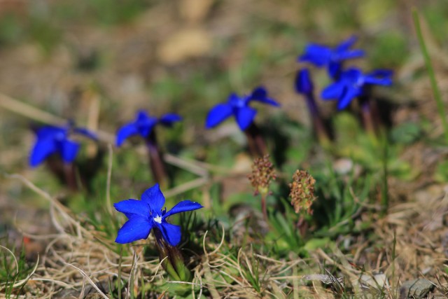 Chamrousse flora protected flower spring gentian mountain resort grenoble isere french alps france