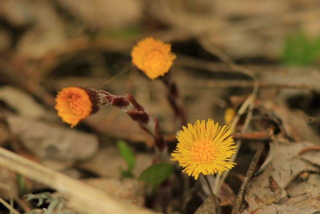 Chamrousse flora flower coltsfoot spring mountain resort grenoble isere french alps france