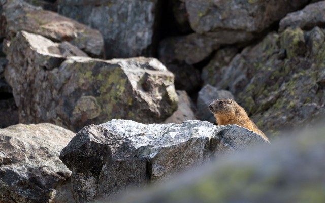 Chamrousse animal marmot spring mountain resort grenoble isere french alps france