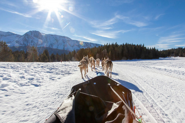 Chamrousse dog sled plateau arselle nordic domain ski resort mountain grenoble isere french alps france