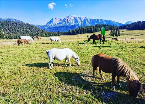 Chamrousse horse pony Arselle plateau summer mountain resort grenoble isere french alps france